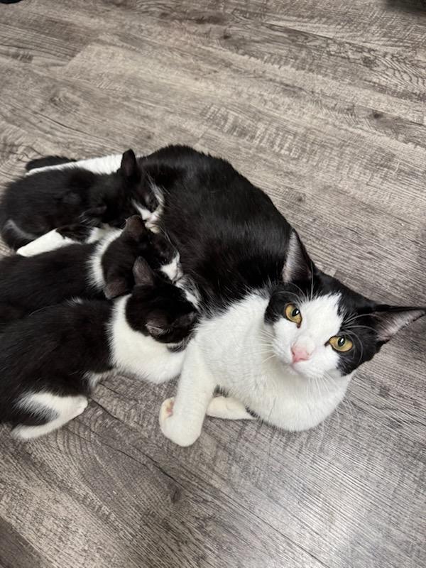 Enlarge Pheonic, a ADOPTABLE Domestic Short Hair in North Richland Hills, TX image 2/4