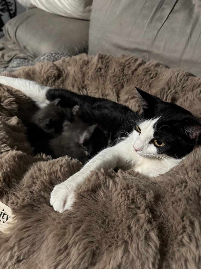 Enlarge Pheonic, a ADOPTABLE Domestic Short Hair in North Richland Hills, TX image 3/4