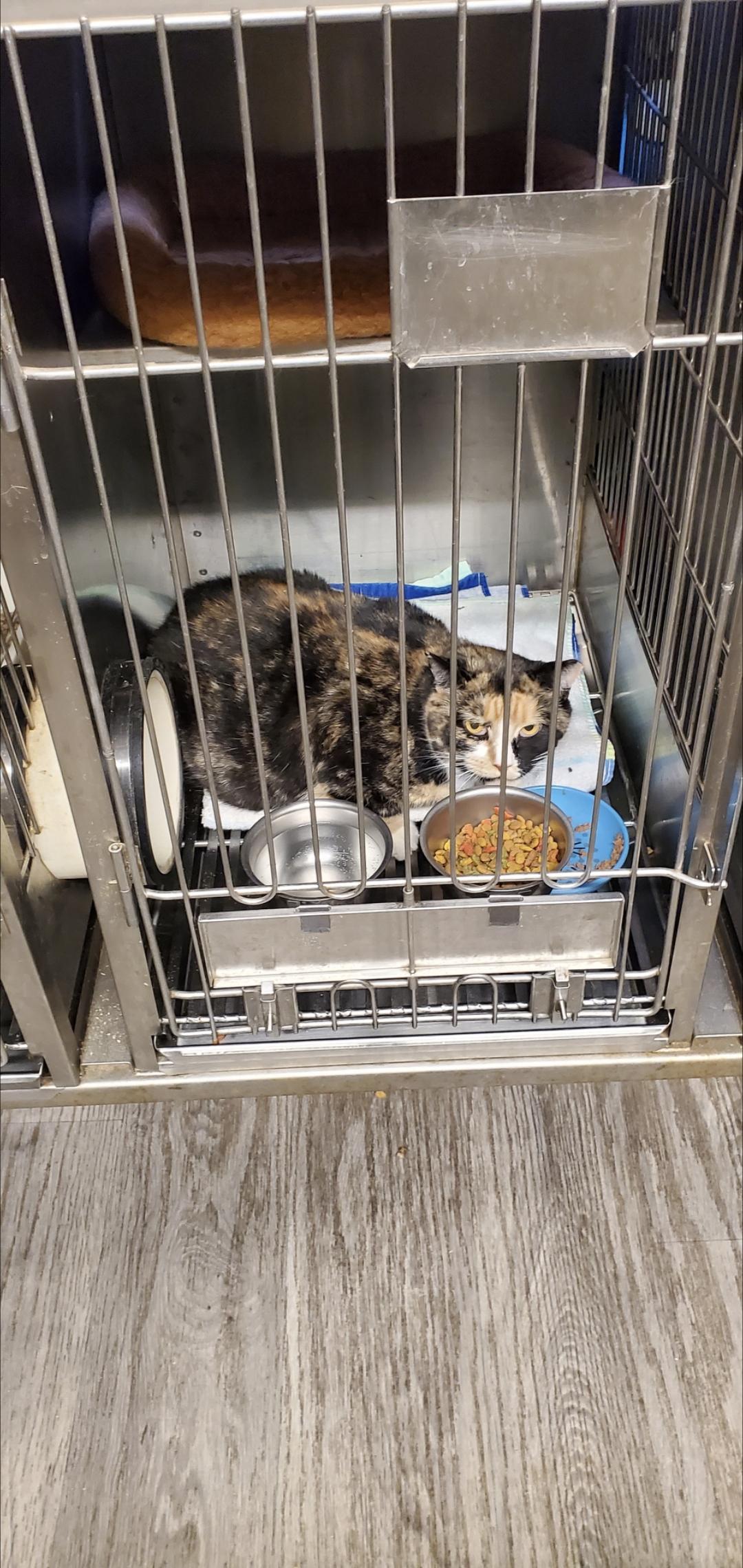 Enlarge Valentina - Semi Feral, needs a chance (Barn home optional), a ADOPTABLE Domestic Short Hair in Lake Hopatcong, NJ image 3/4