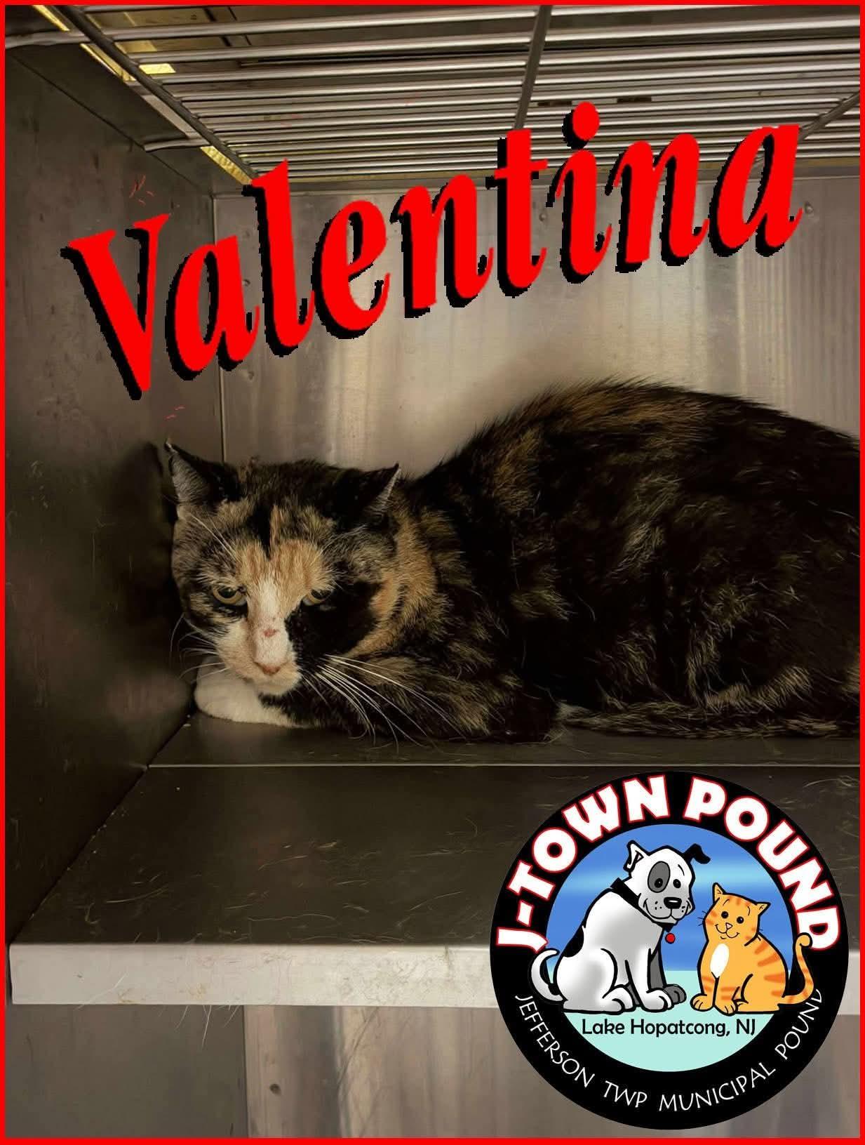 Enlarge Valentina - Semi Feral, needs a chance (Barn home optional), a ADOPTABLE Domestic Short Hair in Lake Hopatcong, NJ image 1/4
