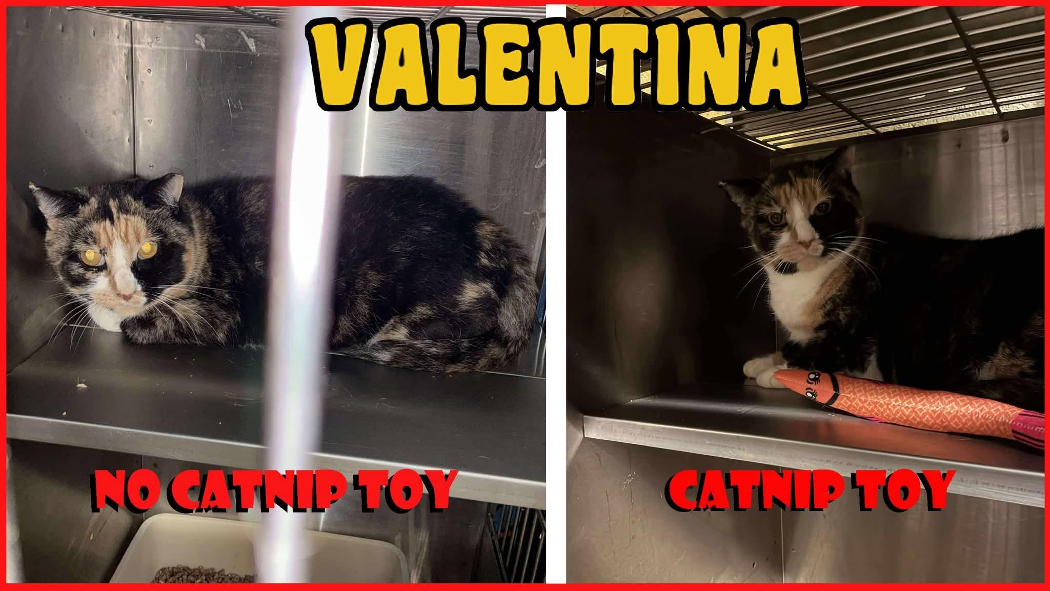 Enlarge Valentina - Semi Feral, needs a chance (Barn home optional), a ADOPTABLE Domestic Short Hair in Lake Hopatcong, NJ image 2/4