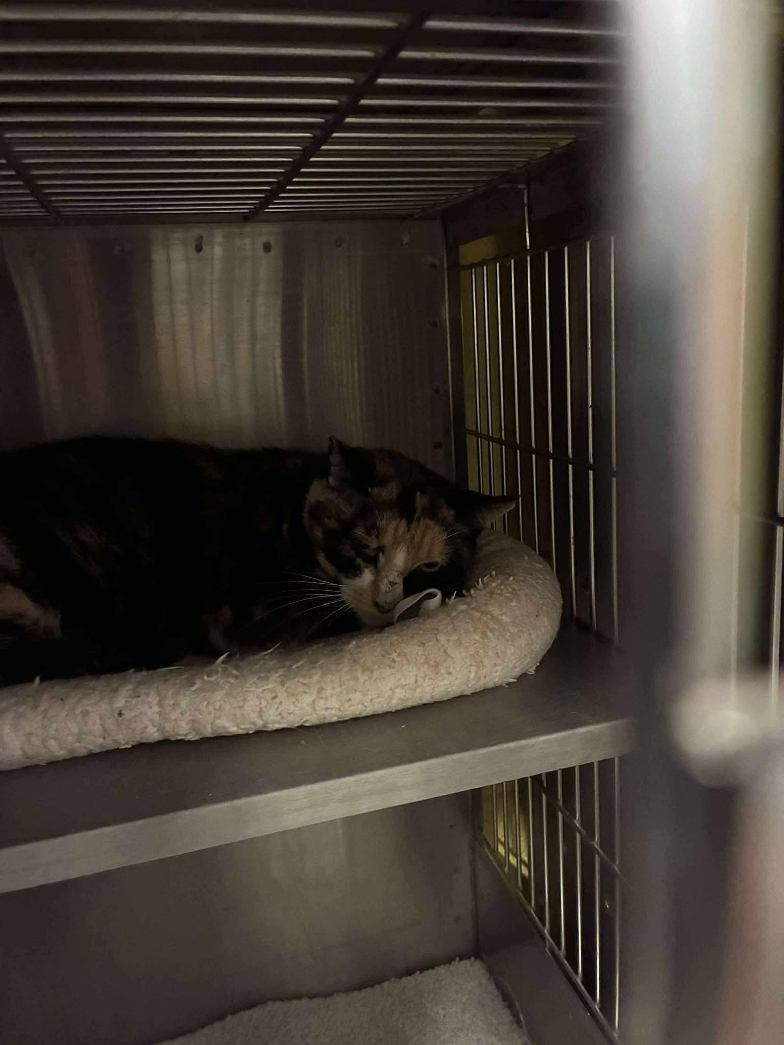 Enlarge Valentina - Semi Feral, needs a chance (Barn home optional), a ADOPTABLE Domestic Short Hair in Lake Hopatcong, NJ image 4/4