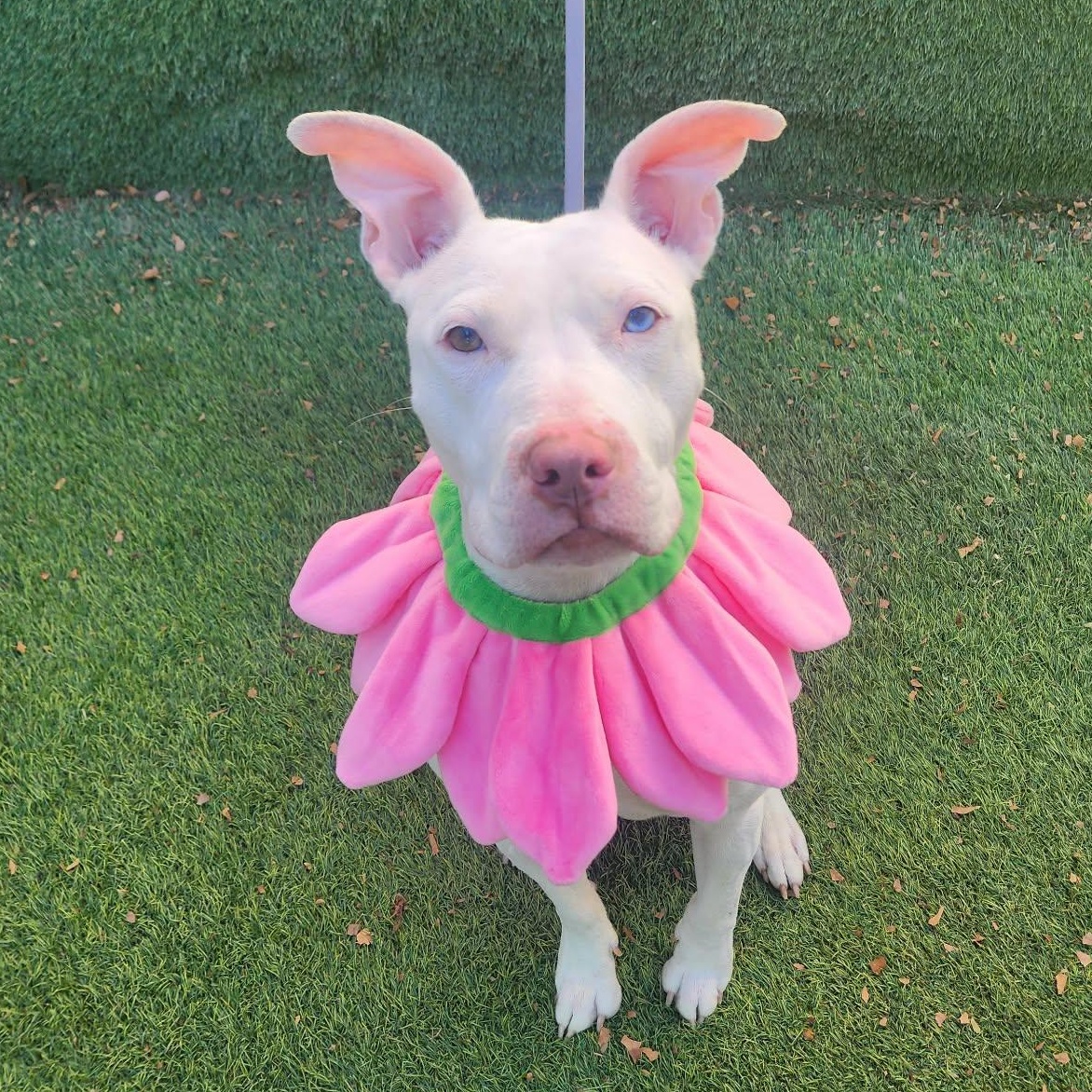 Sugar — thumbnail 2