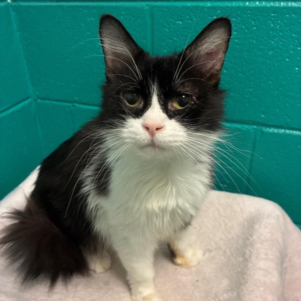 Oakey, Adoptable, Adult Male Domestic Short Hair & Mixed Breed.