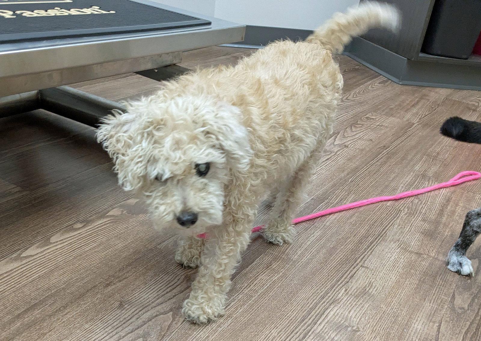 Winney, Adoptable, Senior Female Terrier.