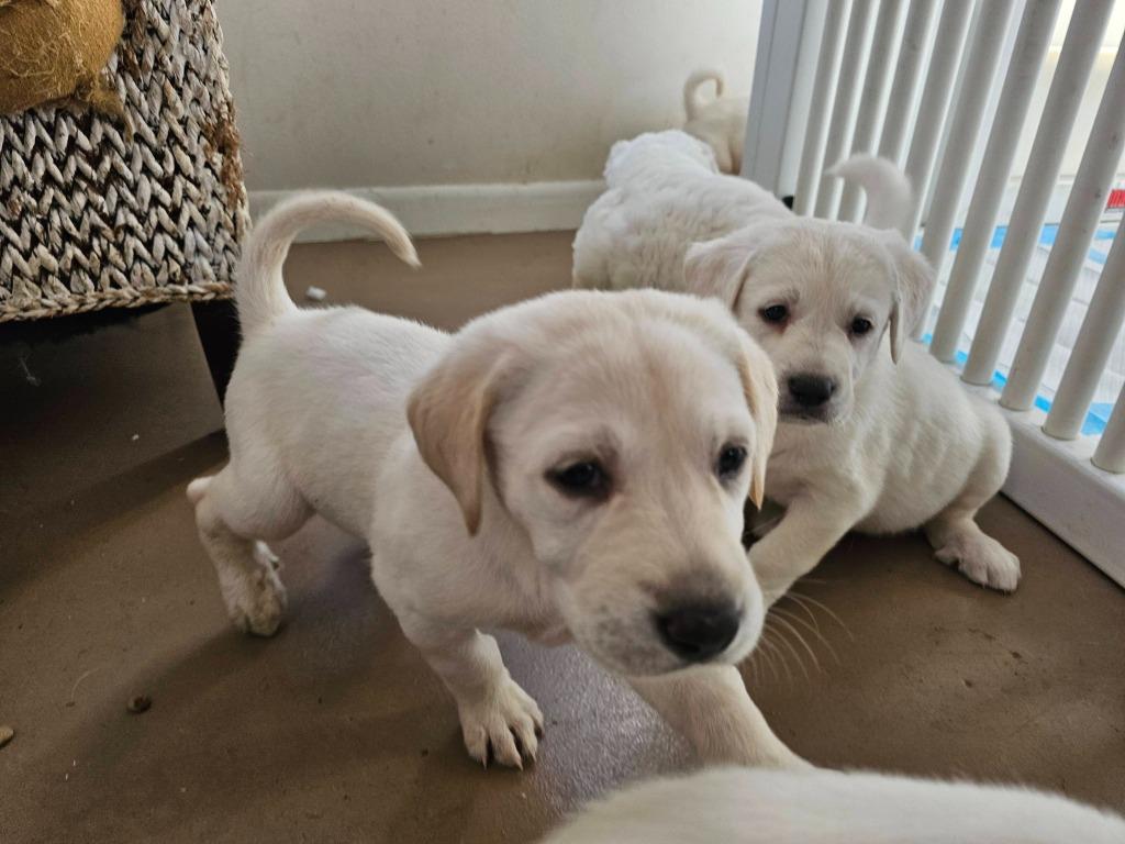 Arabella, Adoptable, Puppy Female Labrador Retriever.