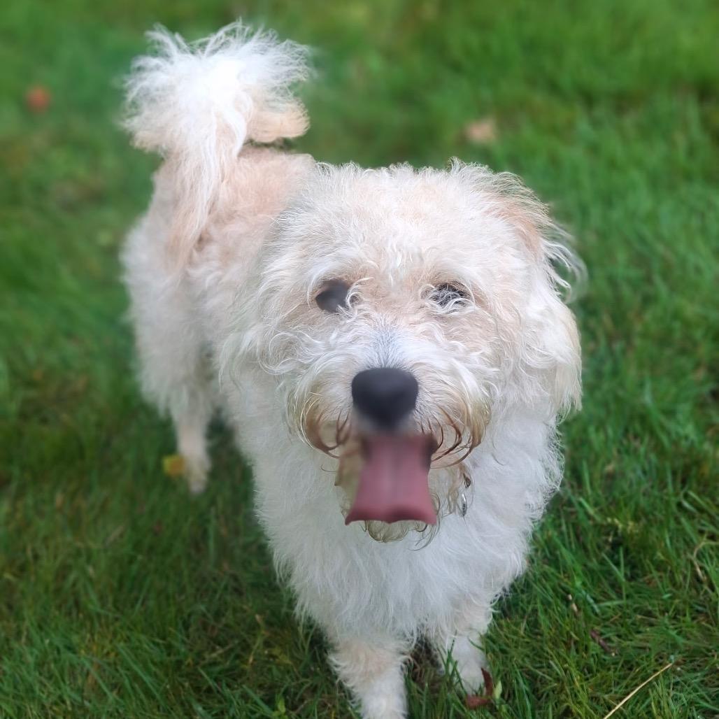 Spark, Adoptable, Young Male Poodle & Mixed Breed.