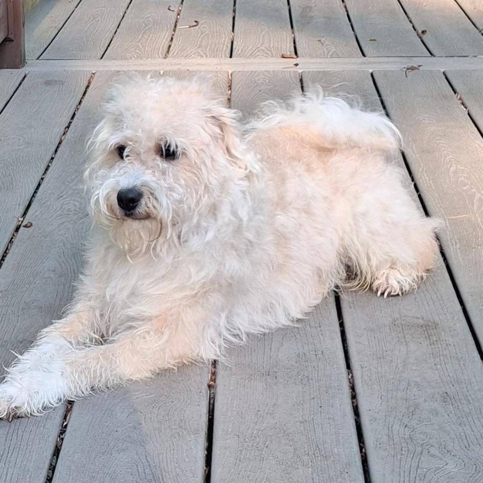 Enlarge Spark, a Adoptable mixed breed in Arlington, VA image 2/6