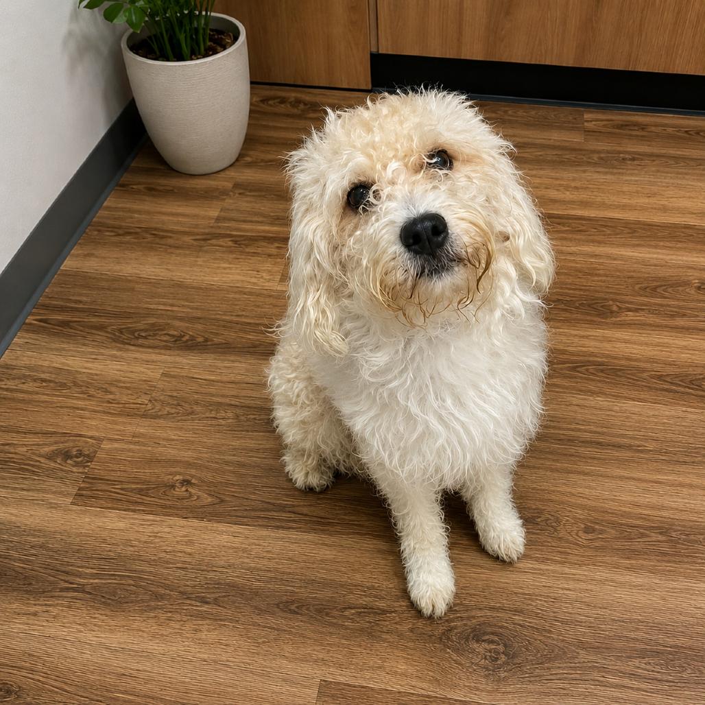 Enlarge Spark, a Adoptable mixed breed in Arlington, VA image 3/6