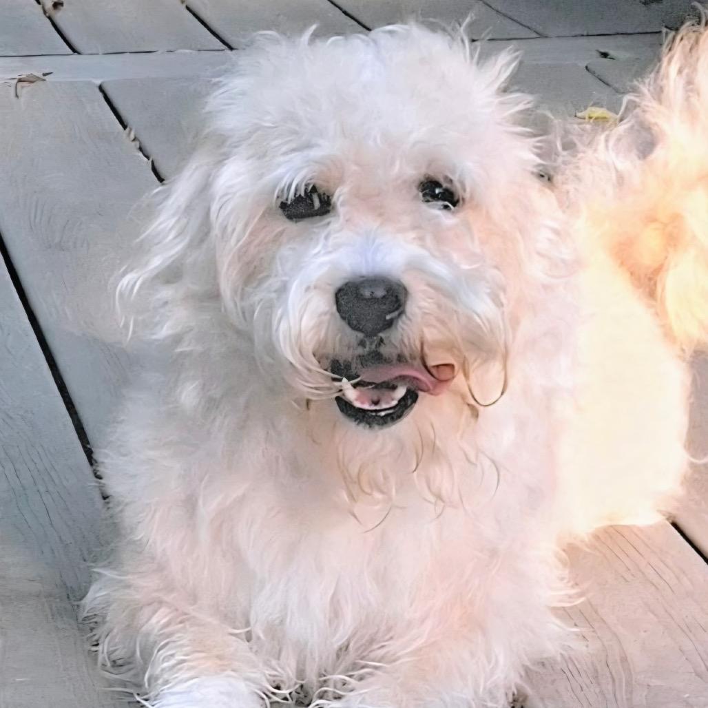 Enlarge Spark, a Adoptable mixed breed in Arlington, VA image 4/6