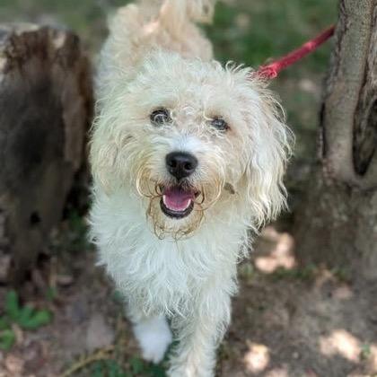 Enlarge Spark, a Adoptable mixed breed in Arlington, VA image 5/6