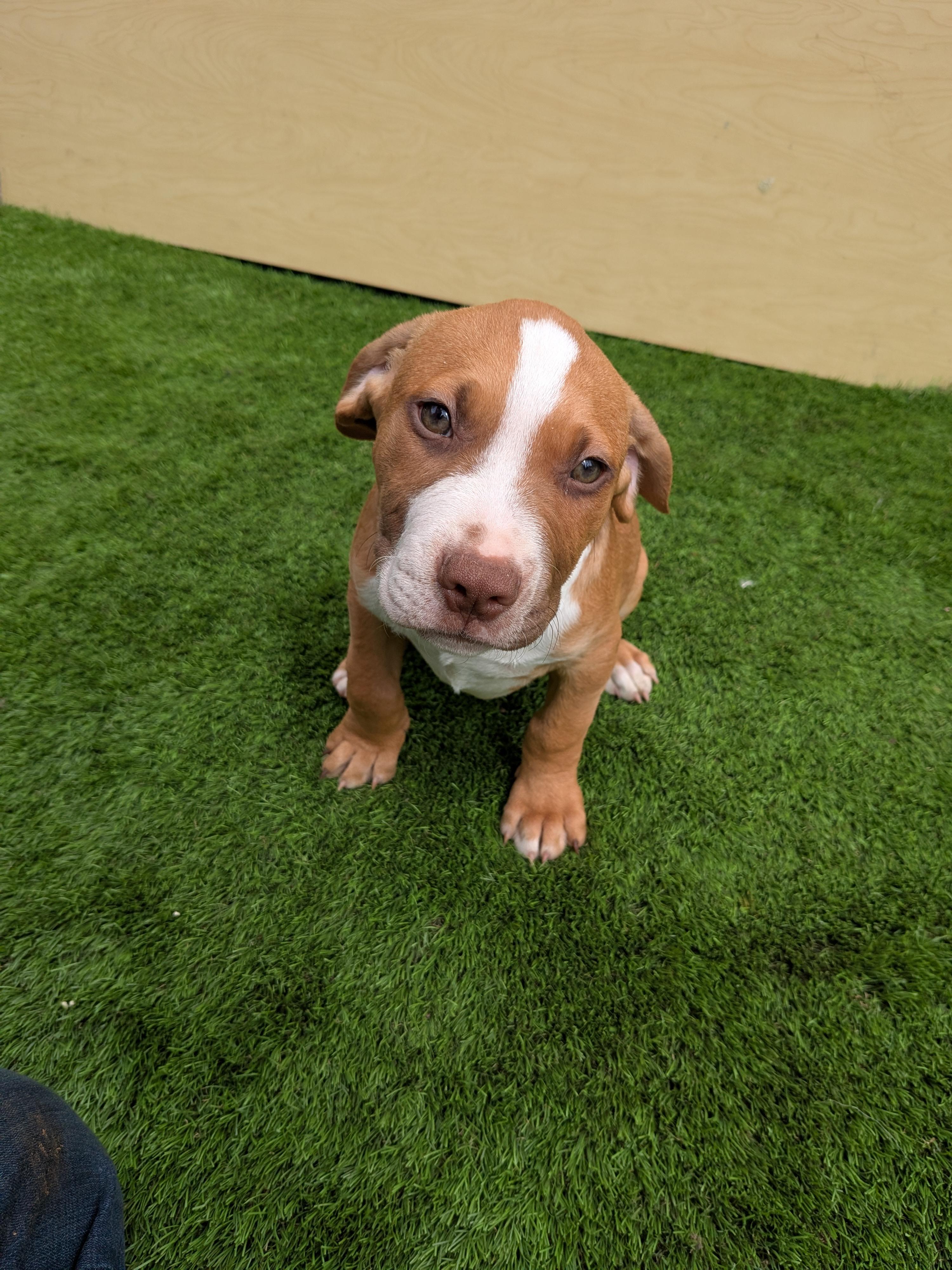 Enlarge Junior, a Adoptable mixed breed in Kirkland, WA image 3/4