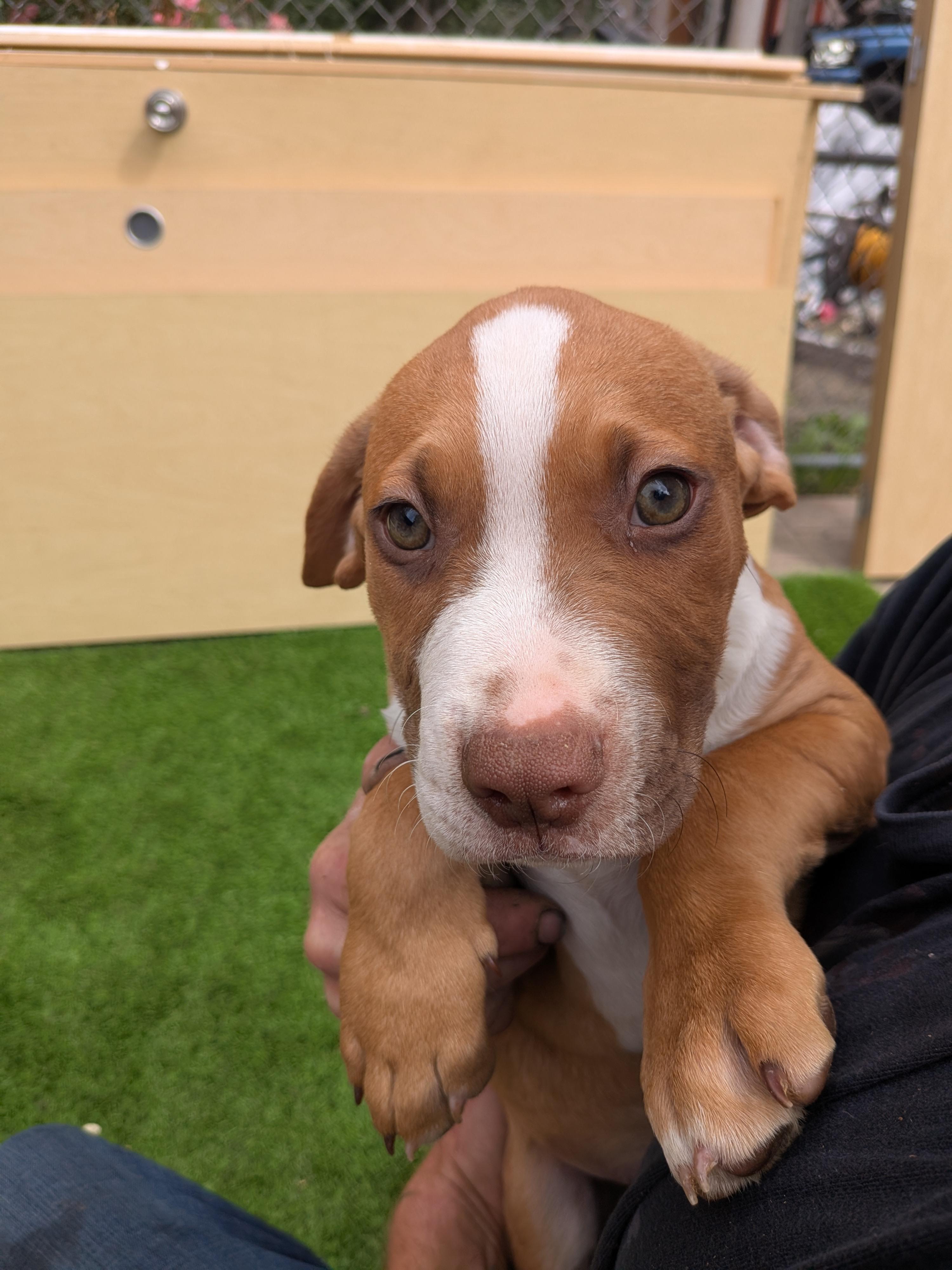 Enlarge Junior, a Adoptable mixed breed in Kirkland, WA image 1/4