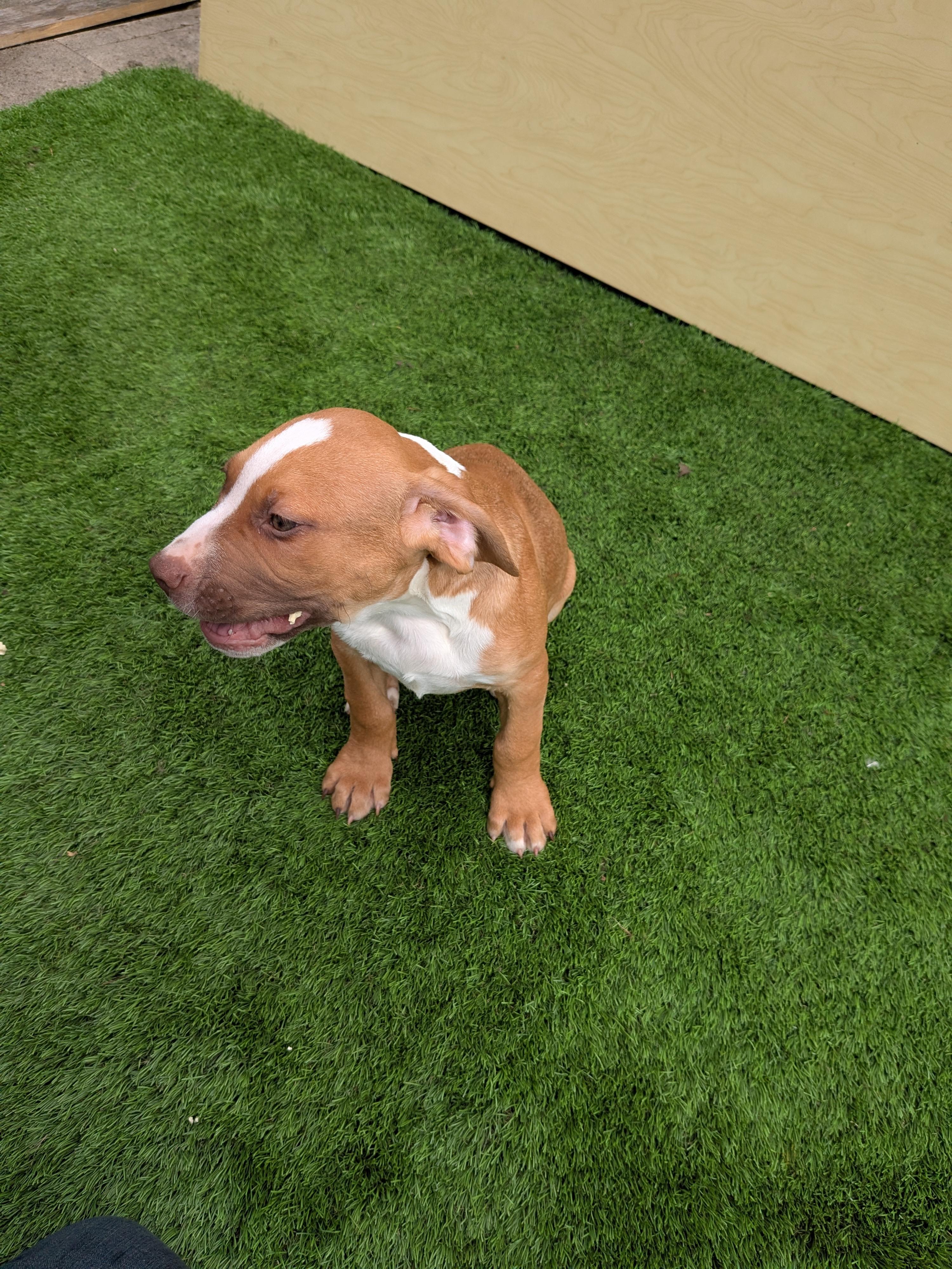 Enlarge Junior, a Adoptable mixed breed in Kirkland, WA image 2/4