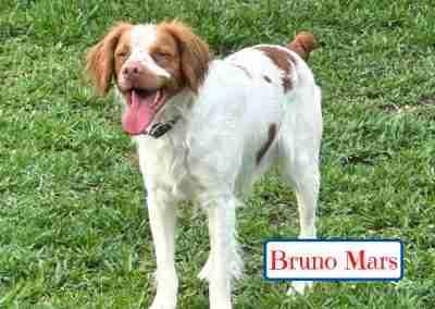 Enlarge Bruno Mars, a ADOPTABLE Brittany Spaniel in Fort Worth, TX image 2/3