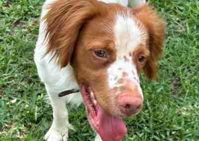 Enlarge Bruno Mars, a ADOPTABLE Brittany Spaniel in Fort Worth, TX image 3/3