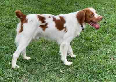 Bruno Mars, ADOPTABLE, Young Male Brittany Spaniel.