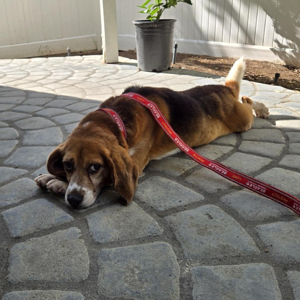 Enlarge Douglas, a Adoptable Beagle in Nowata, OK image 1/3