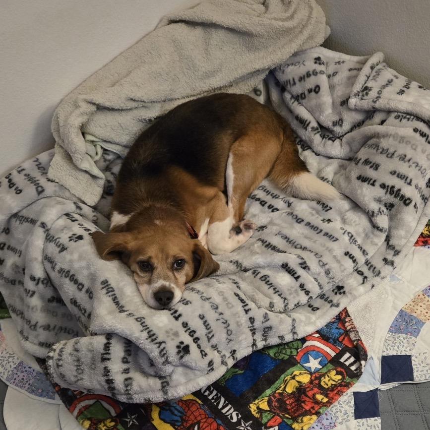 Enlarge Douglas, a Adoptable Beagle in Nowata, OK image 2/3