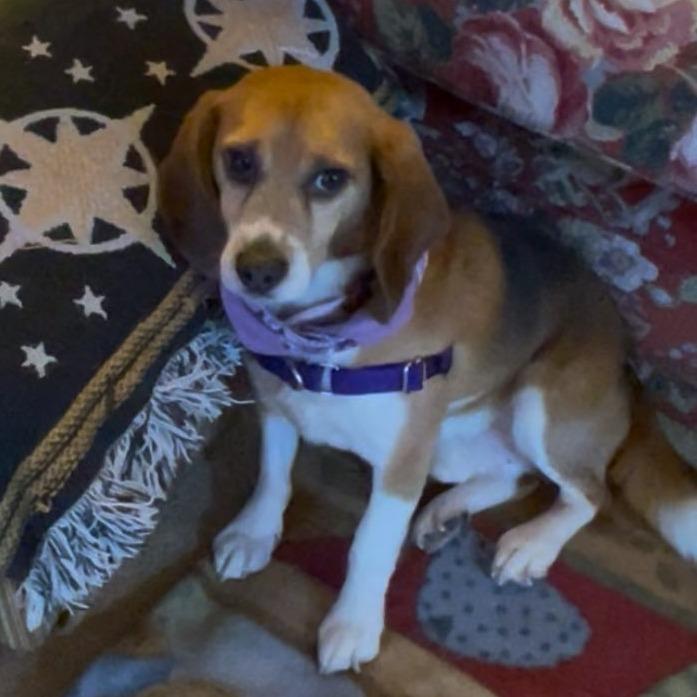 Enlarge Douglas, a Adoptable Beagle in Nowata, OK image 3/3