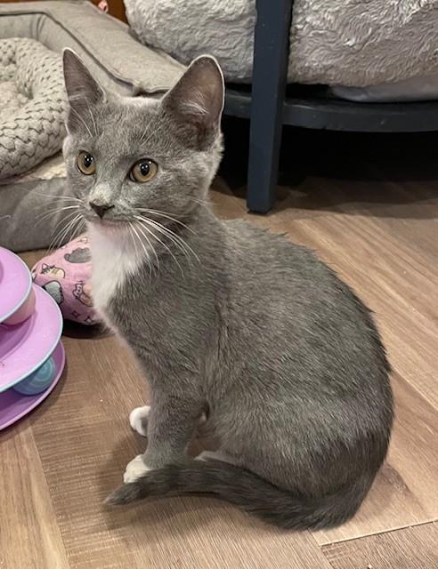 Enlarge Lexi (LE), an adopted Domestic Short Hair in Little Falls, NJ image 2/3