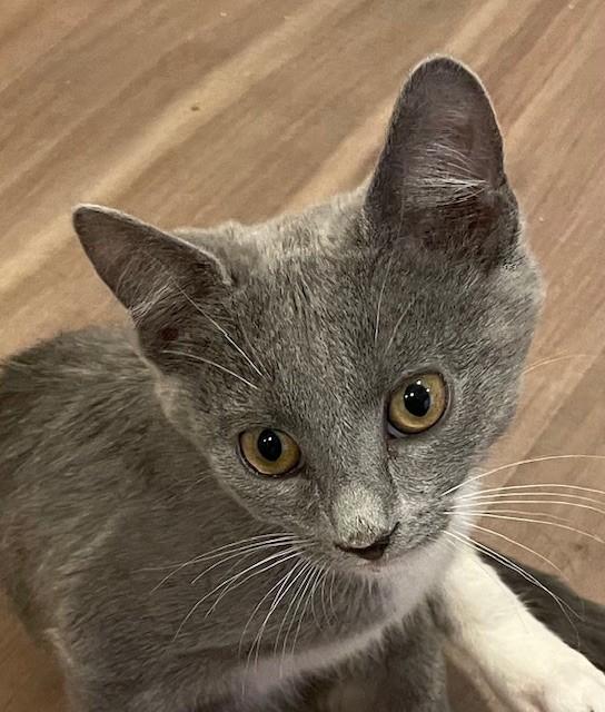 Lexi (LE), adopted, Kitten Female Domestic Short Hair.