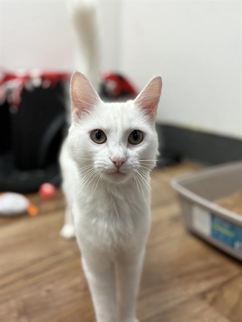 WINGER, Adoptable, Adult Female Domestic Medium Hair.