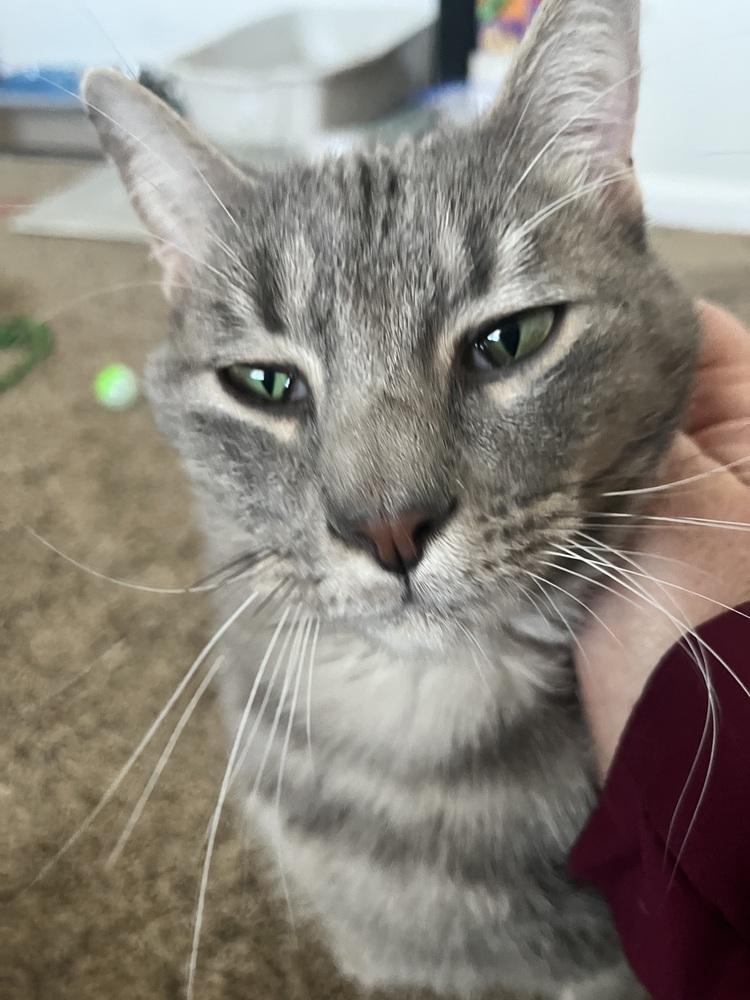 Enlarge ASH, a Adoptable Domestic Short Hair in Broomfield, CO image 1/5