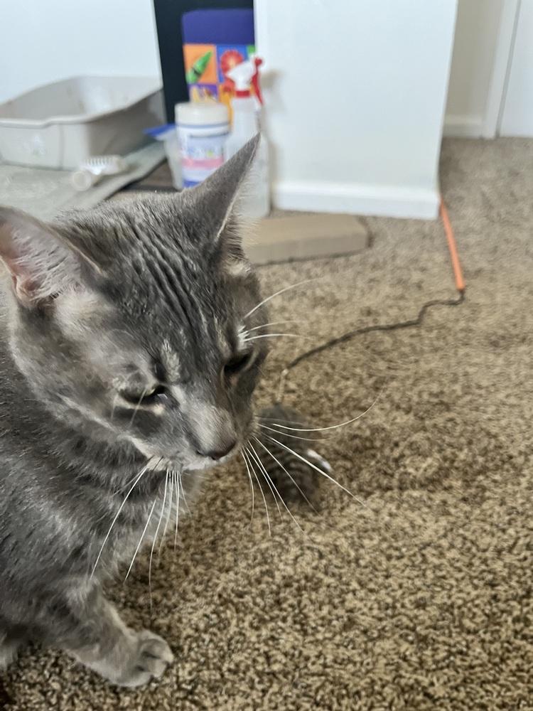 Enlarge ASH, a Adoptable Domestic Short Hair in Broomfield, CO image 3/5