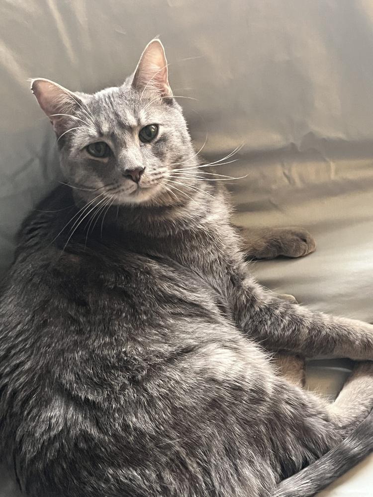 Enlarge ASH, a Adoptable Domestic Short Hair in Broomfield, CO image 4/5