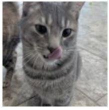 ASH, a Adoptable Domestic Short Hair in Broomfield, CO image 2/2