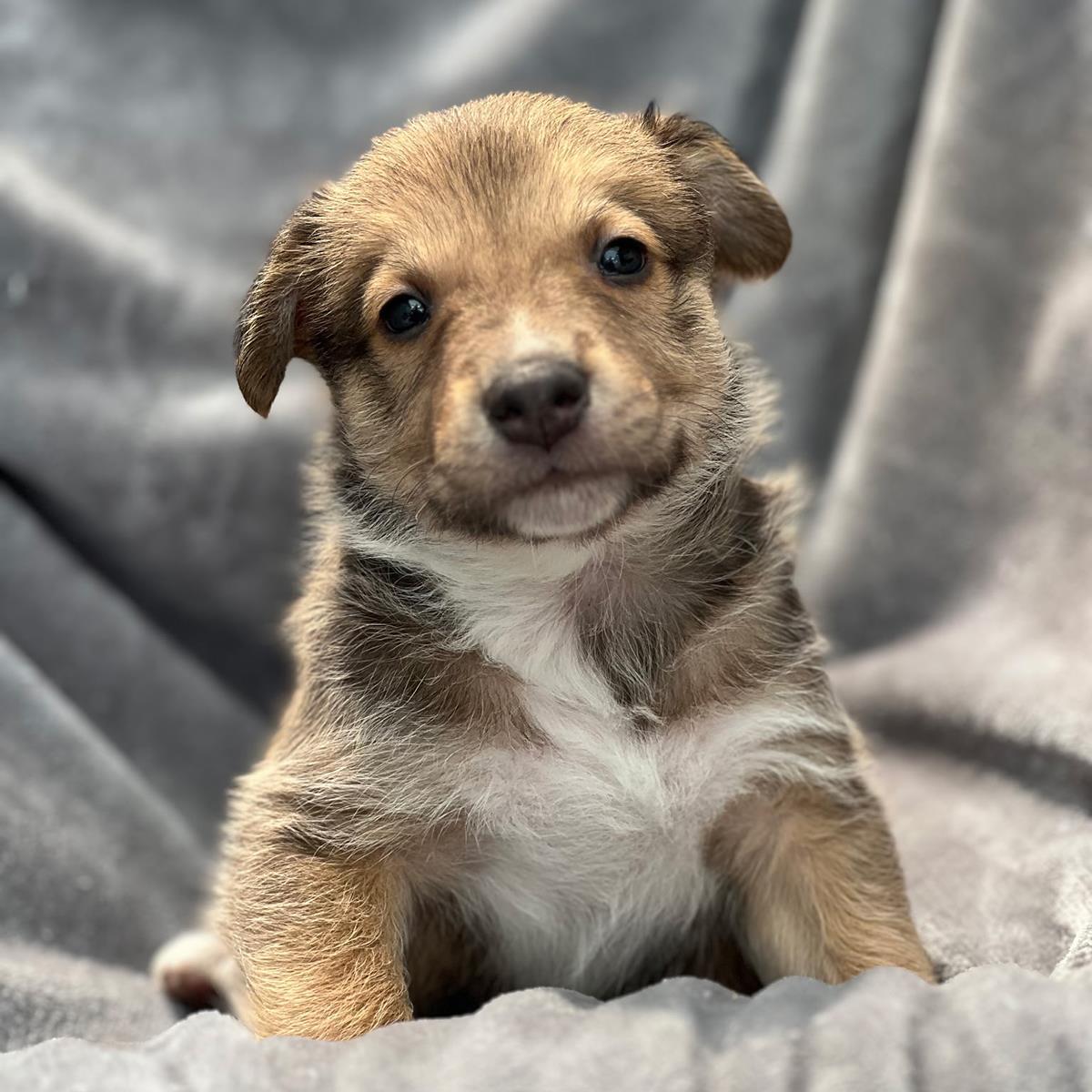Japan Pup - Seto, Adoptable, Puppy Male Spaniel & Shepherd.