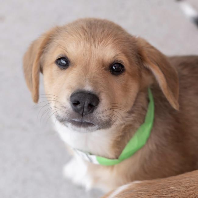 Enlarge Japan Pup - Seto, a Adoptable mixed breed in San Diego, CA image 2/3