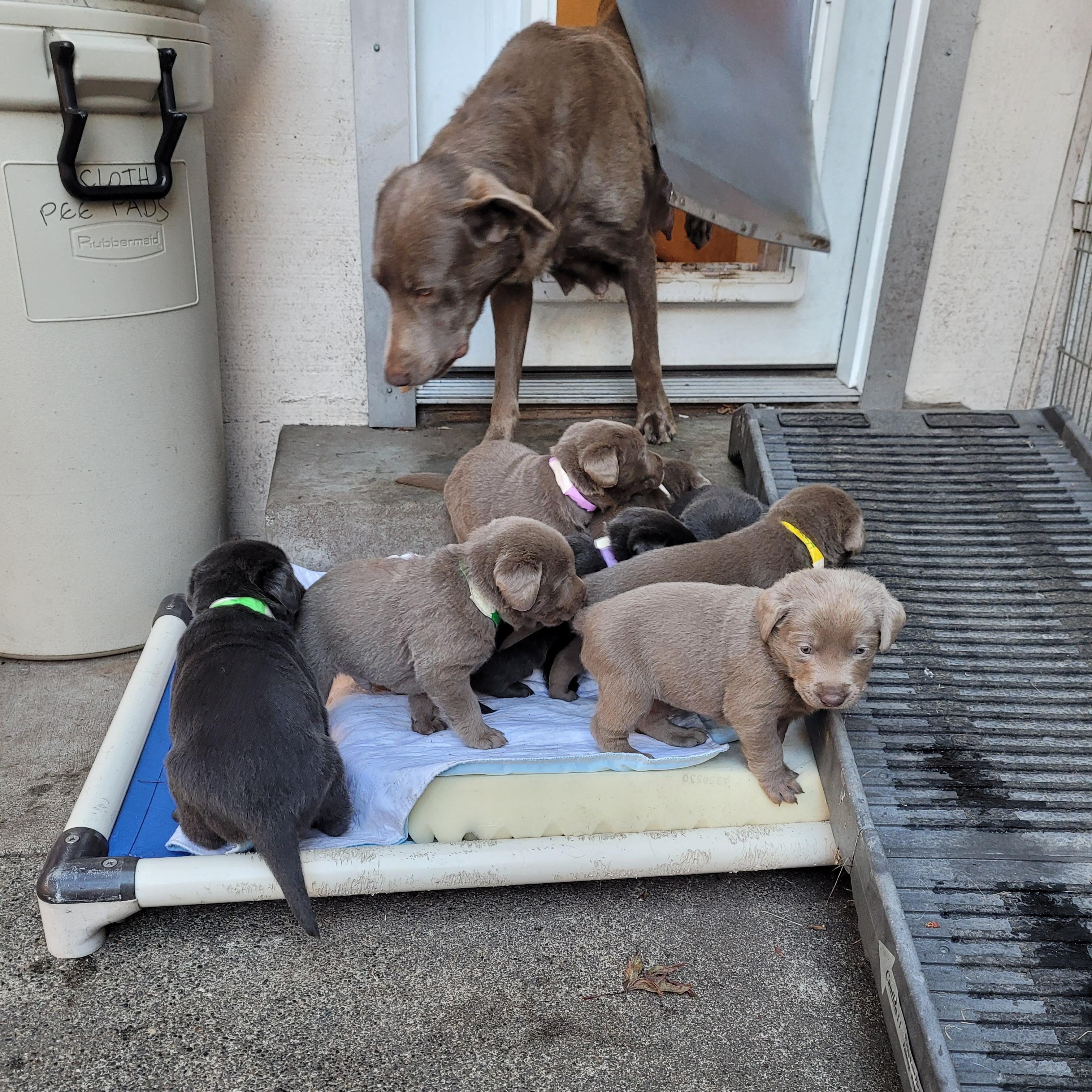 Stars Hollow puppies