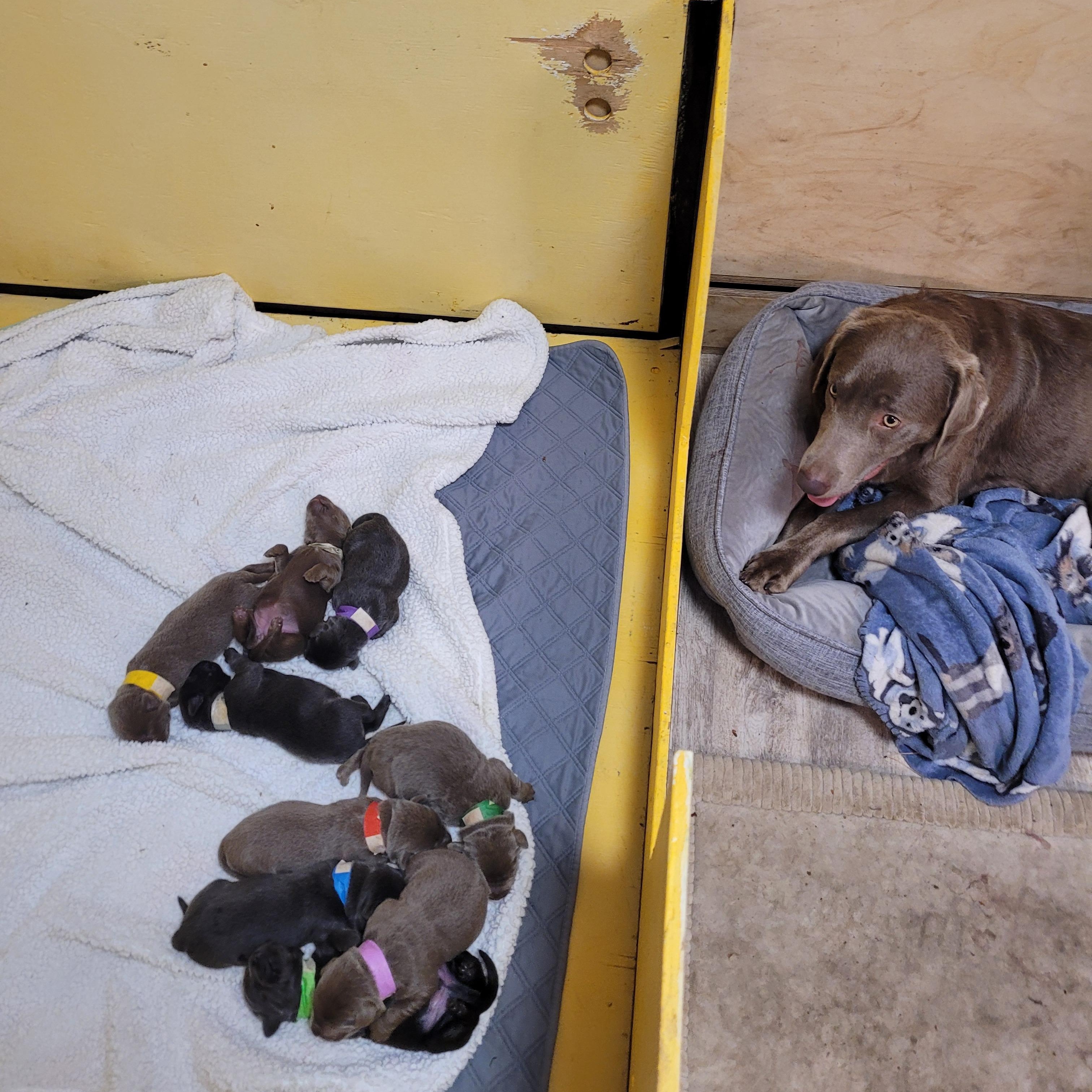 Stars Hollow puppies