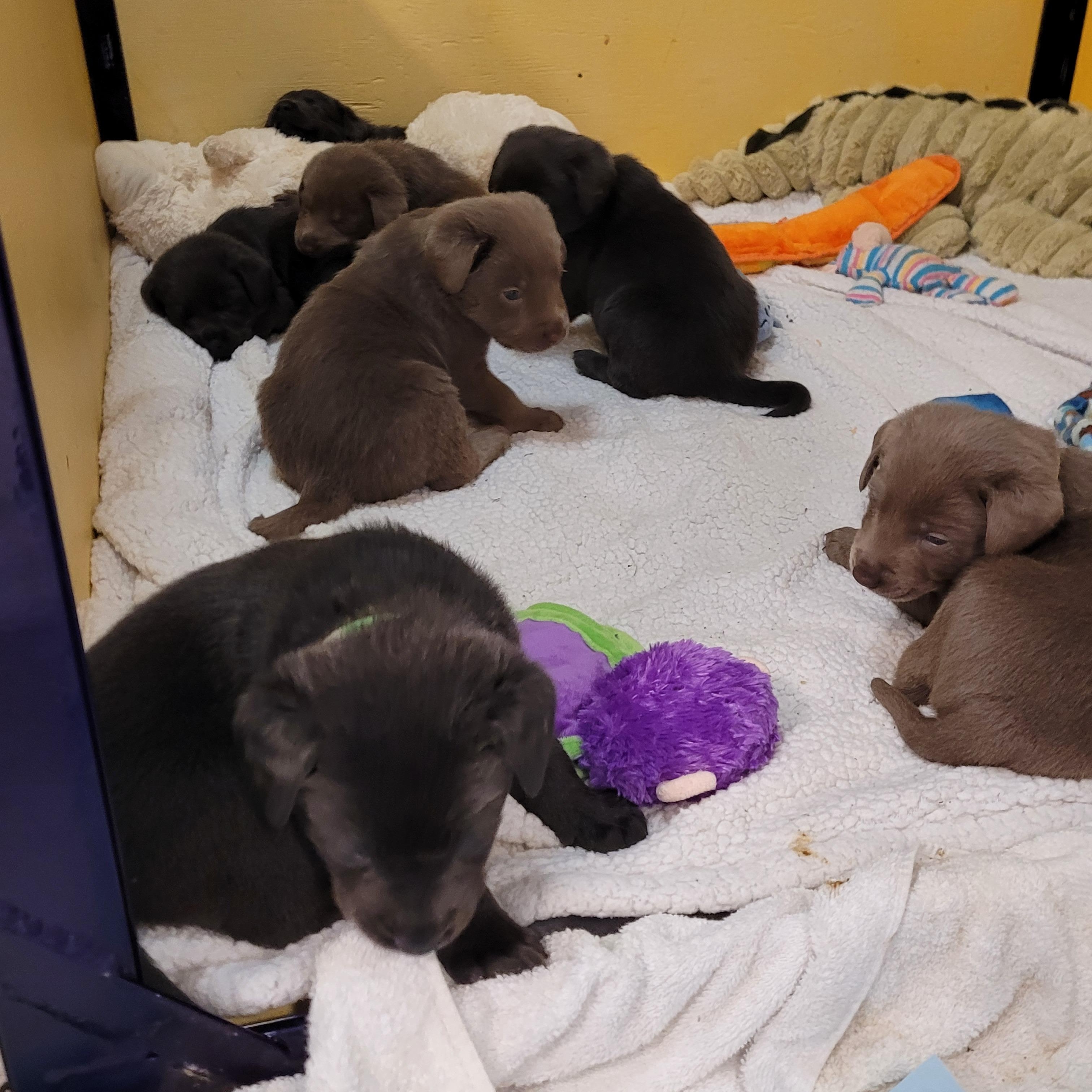 Stars Hollow puppies