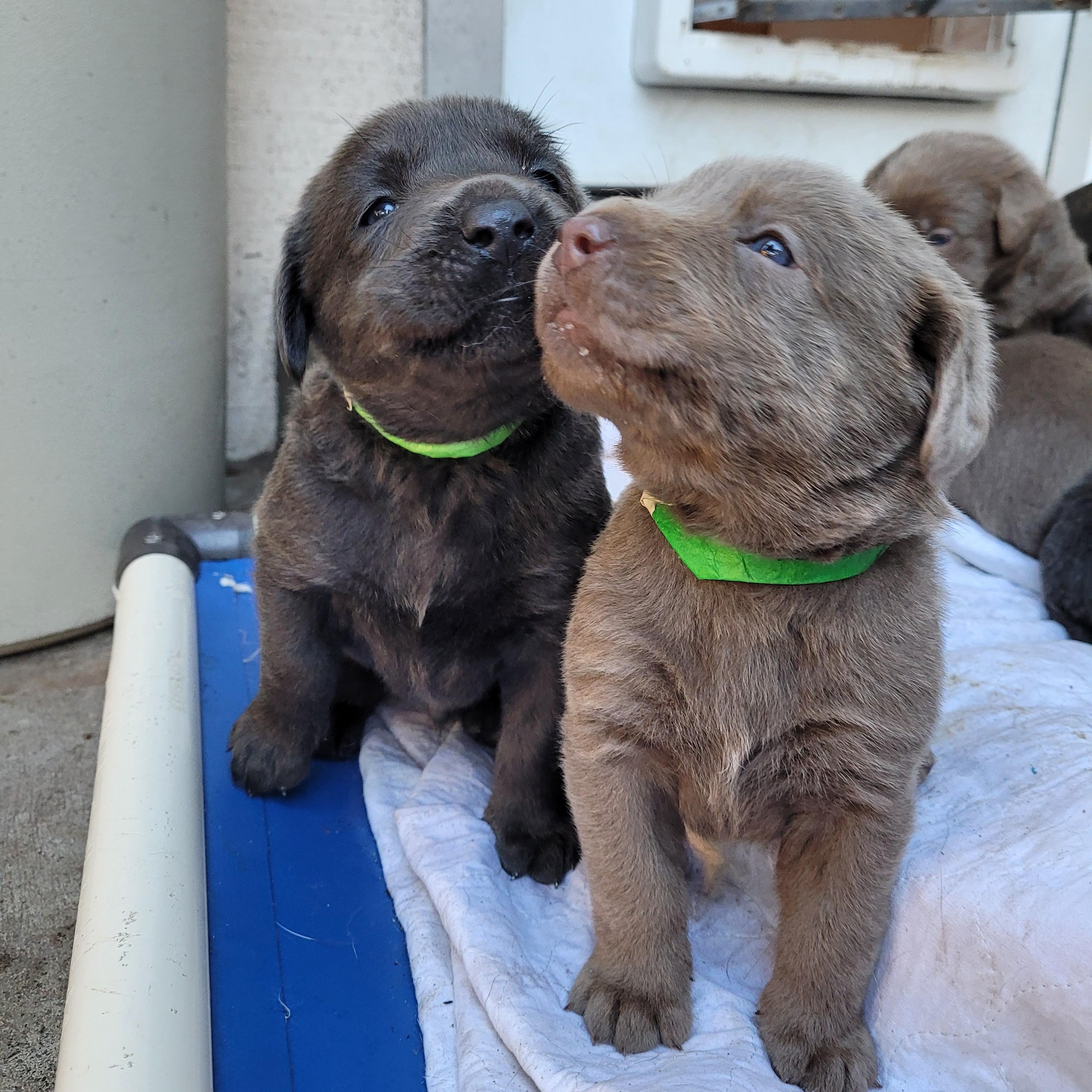 Stars Hollow puppies