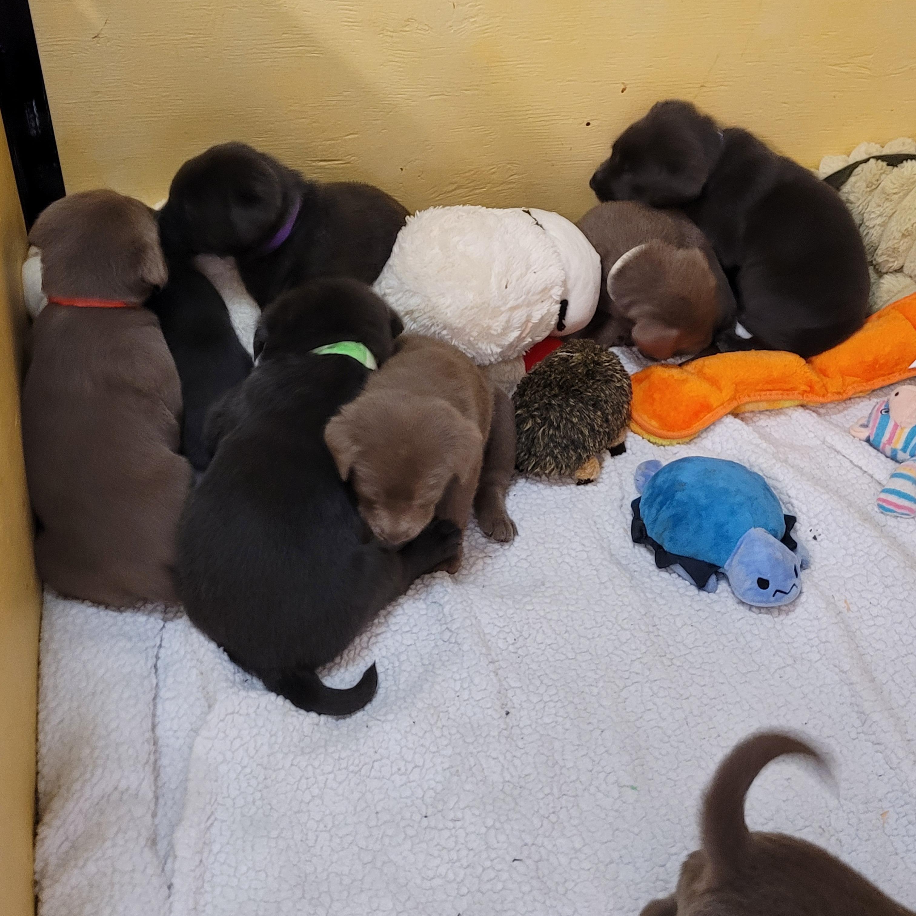 Stars Hollow puppies