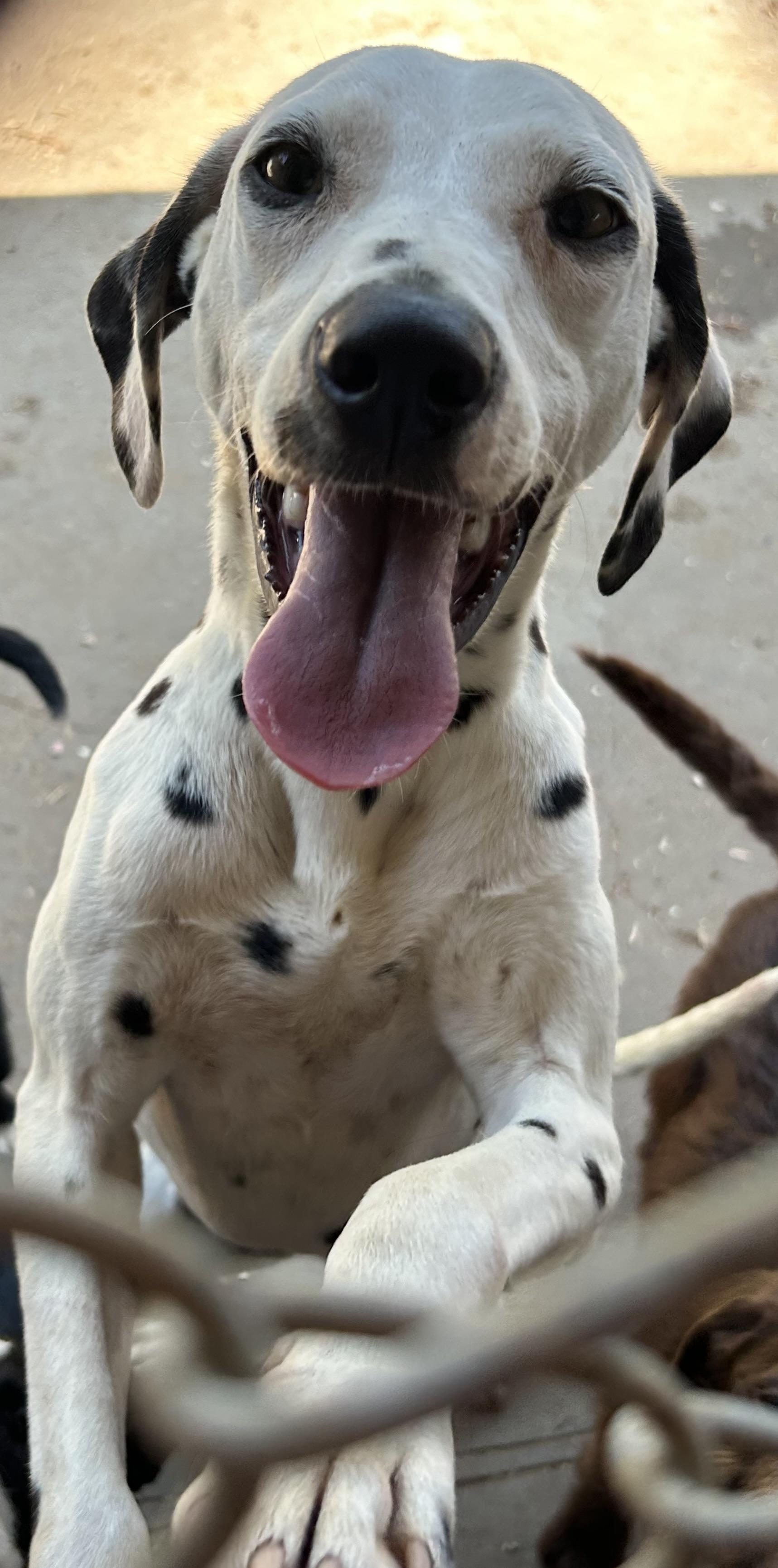 Nova, Adoptable, Adult Female Dalmatian.