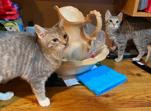 Enlarge Ruby and Pearl, a Adopted mixed breed in Bardstown, KY image 1/5