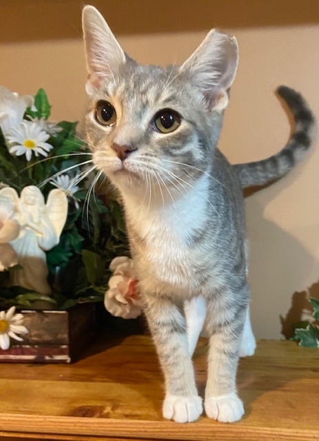 Enlarge Ruby and Pearl, a Adopted mixed breed in Bardstown, KY image 2/5