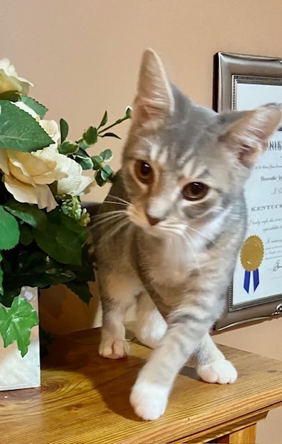 Enlarge Ruby and Pearl, a Adopted mixed breed in Bardstown, KY image 3/5