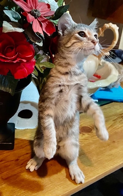 Enlarge Ruby and Pearl, a Adopted mixed breed in Bardstown, KY image 4/5