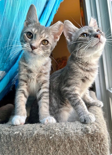 Enlarge Ruby and Pearl, a Adopted mixed breed in Bardstown, KY image 5/5
