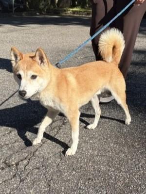 Enlarge kenzo, a Adoptable mixed breed in Huntington, NY image 1/1