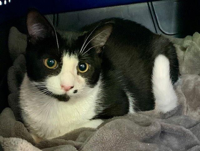 Enlarge Trixie (4787), a Adoptable Domestic Short Hair in Wesley Chapel, FL image 1/2