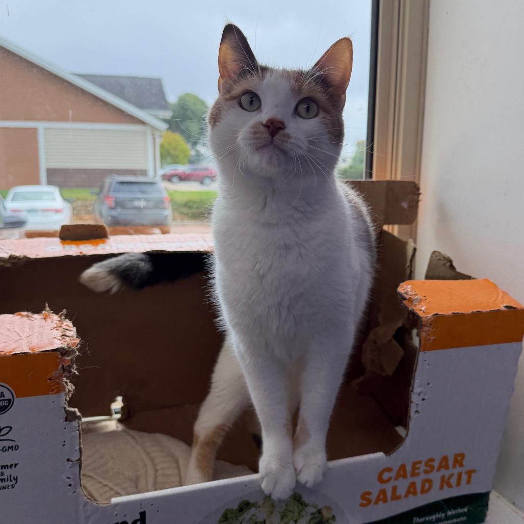 Enlarge Maizy, a Adoptable Domestic Short Hair in Mankato, MN image 6/6