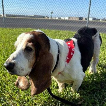 CRUZ - HONORARY ADOPTION, Adopted, Adult Male Basset Hound.