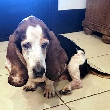 Enlarge CRUZ - HONORARY ADOPTION, a Adopted Basset Hound in Mays Landing, NJ image 2/3