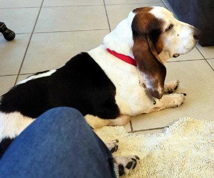 Enlarge CRUZ - HONORARY ADOPTION, a Adopted Basset Hound in Mays Landing, NJ image 3/3